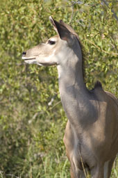 Kudu (femelle)